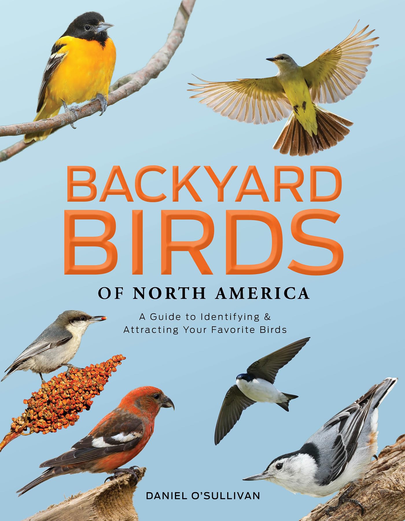 Backyard Birds Of North America: A Guide To Identifying And Attracting Your Favorite Birds