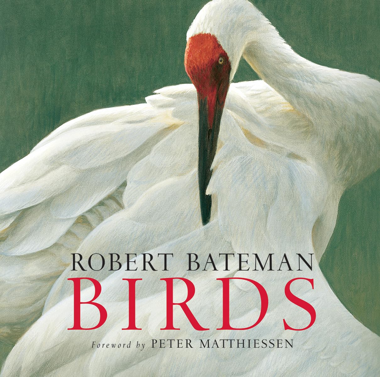 Birds,New