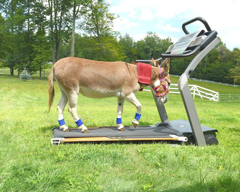 Take A Hike! A DonkeyDonk Story (DonkeyDonk Series, Book 3) (The DonkeyDonk Series),Used