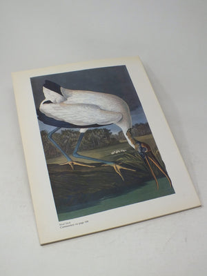 50 Audubon Birds Of America: From The Original Double Elephant Folio,Used