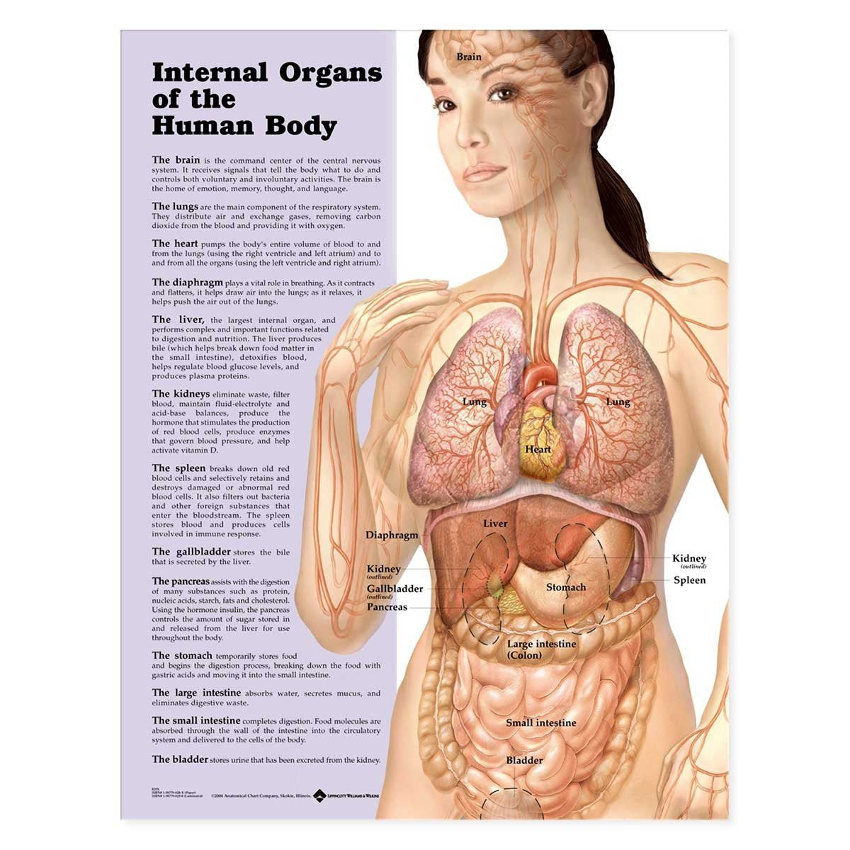 Anatomy Stuff Internal Organs Chart - Laminated 20