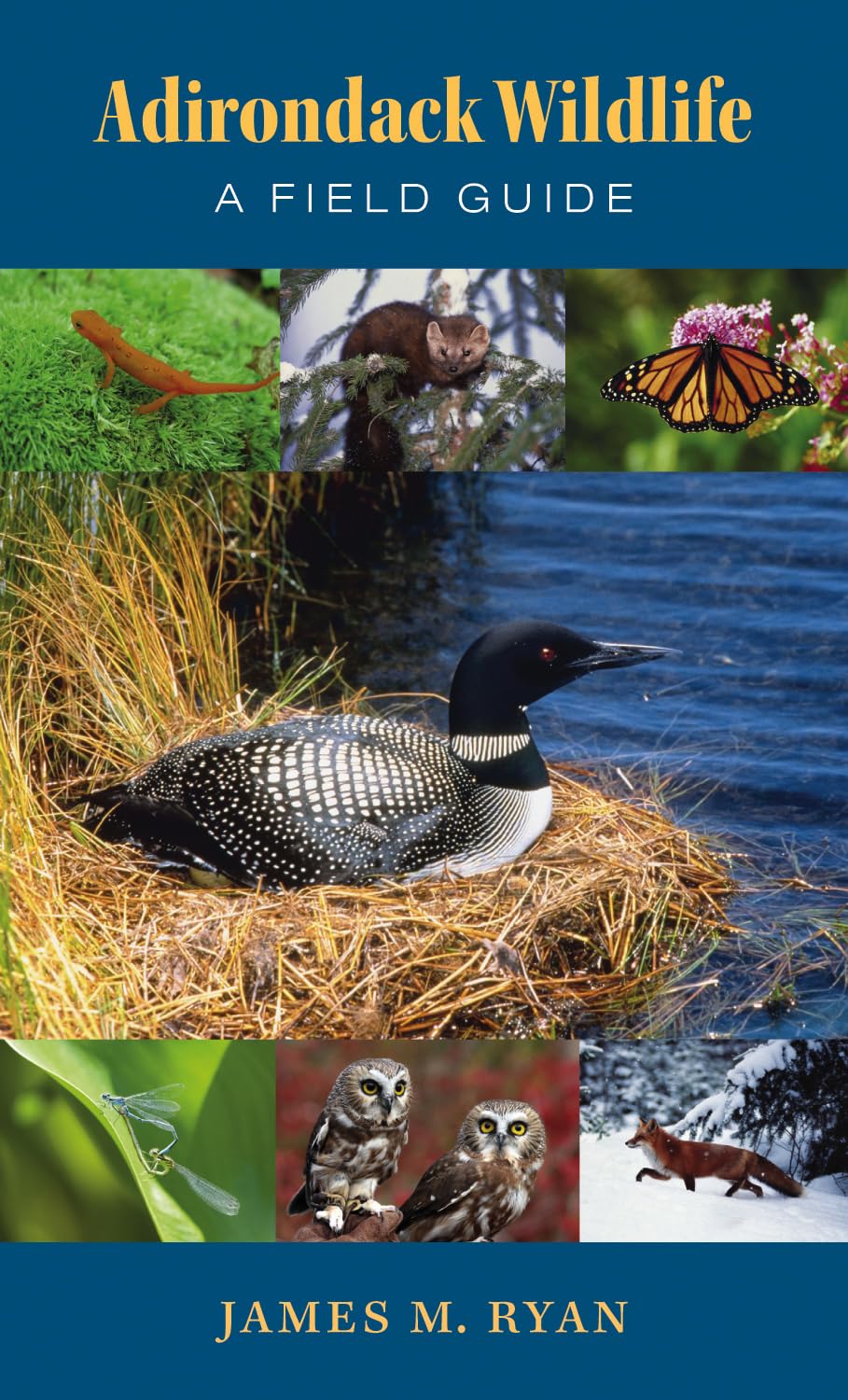 Adirondack Wildlife: A Field Guide,Used