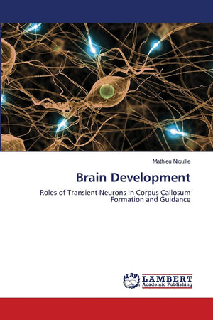Brain Development: Roles of Transient Neurons in Corpus Callosum Formation and Guidance,Used
