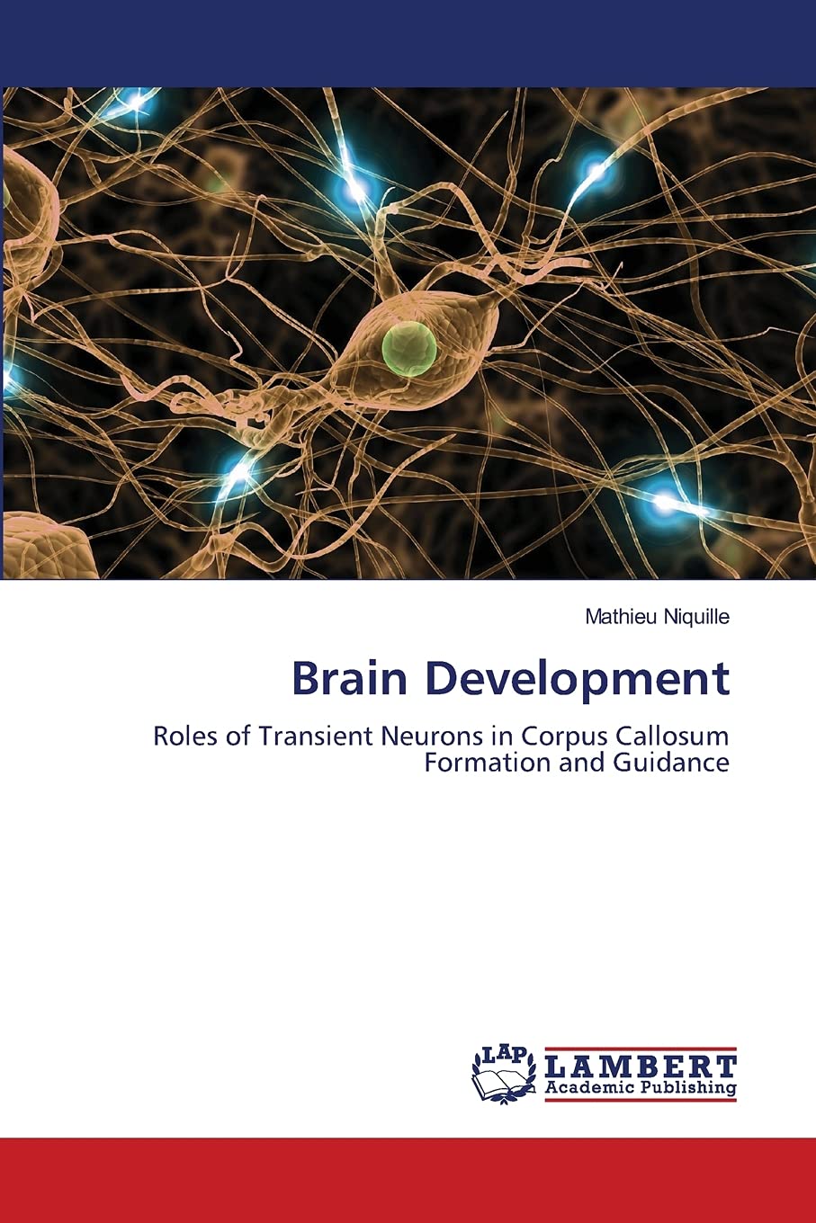 Brain Development: Roles of Transient Neurons in Corpus Callosum Formation and Guidance,Used