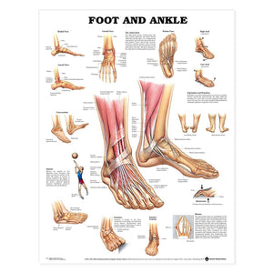 Foot And Ankle Anatomical Chart