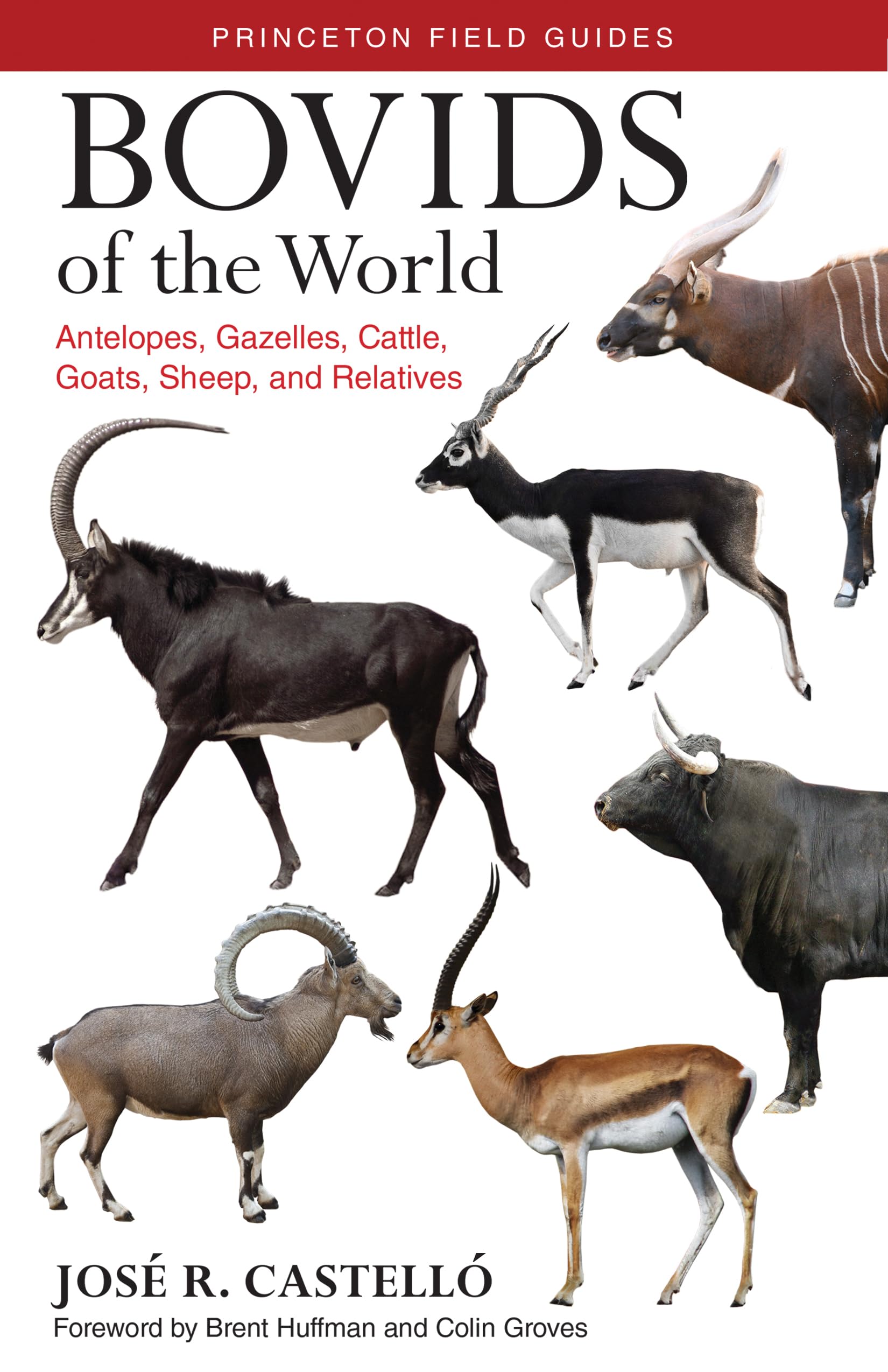 Bovids of the World: Antelopes, Gazelles, Cattle, Goats, Sheep, and Relatives (Princeton Field Guides, 104),Used
