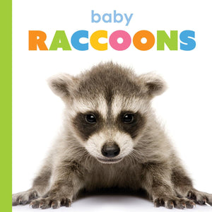 Baby Raccoons (Starting Out)
