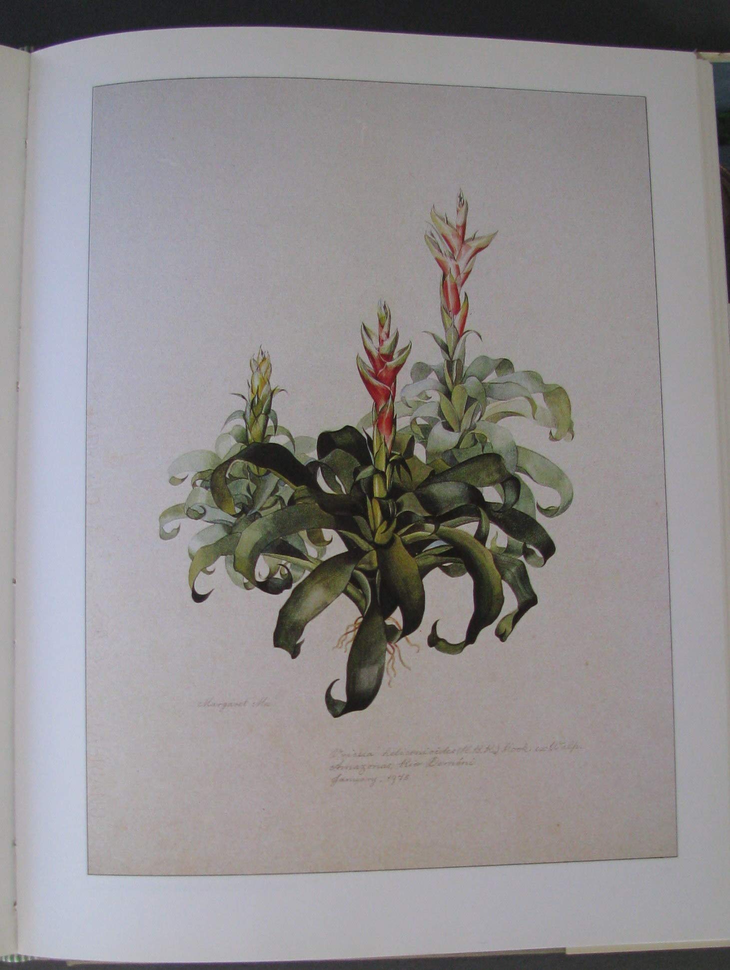 Margaret Mee In Search of Flowers of the Amazon Forests: Diaries of an English Artist Reveal the Beauty of the Vanishing Rainfor,Used
