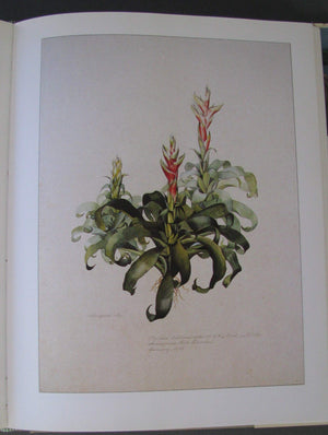 Margaret Mee In Search of Flowers of the Amazon Forests: Diaries of an English Artist Reveal the Beauty of the Vanishing Rainfor,Used