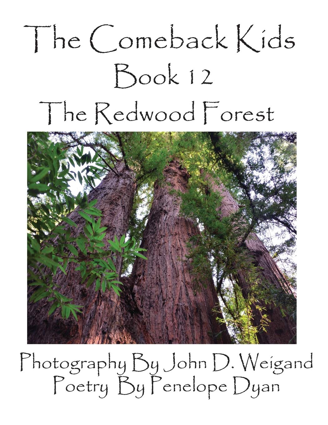 The Comeback Kids, Book 12, the Redwood Forest,Used