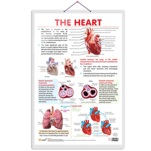 The Heart Chart | Anatomy Of The Heart: Educational Heart Chart For Learning And Reference