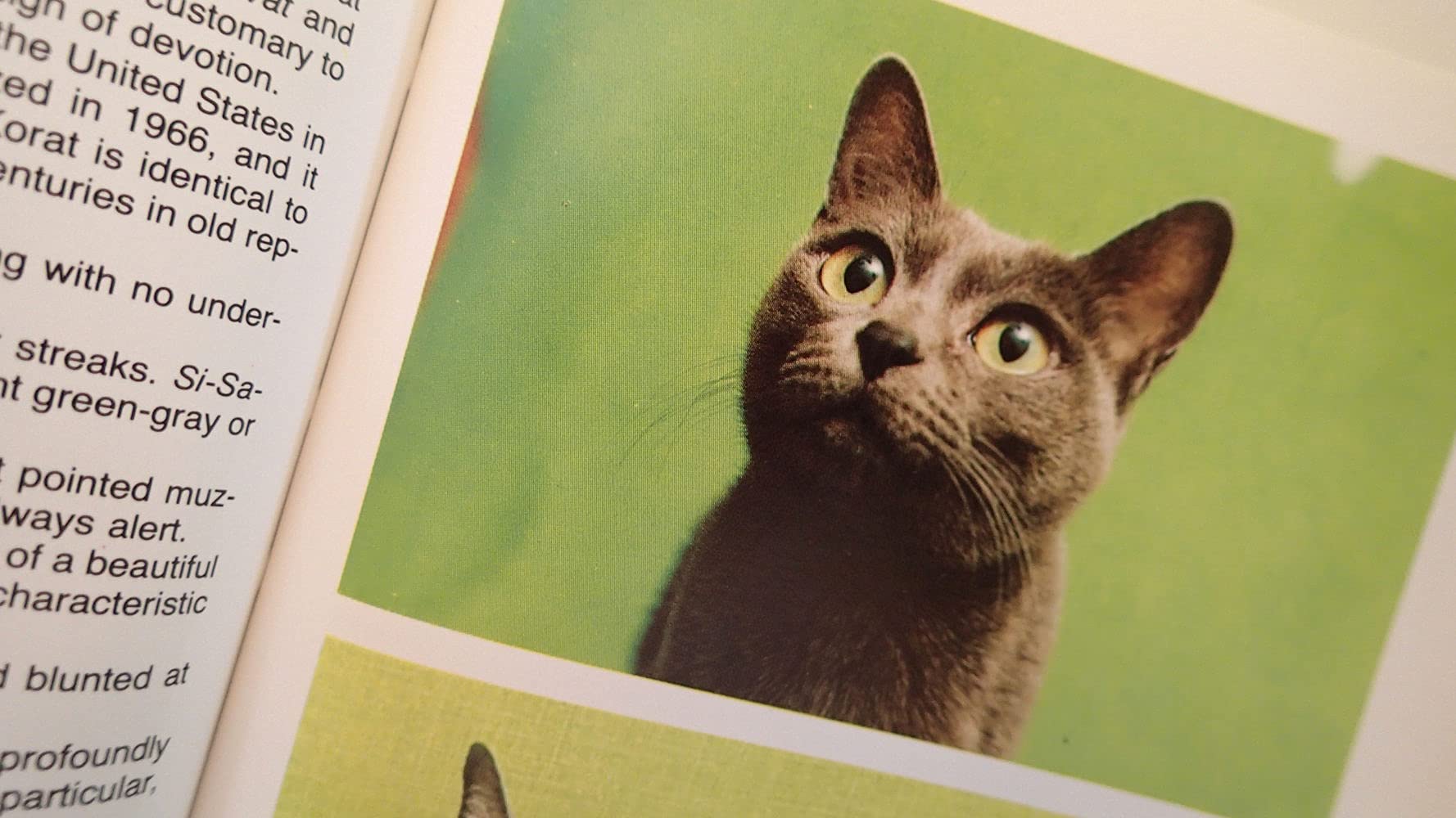 Simon & Schuster'S Guide To Cats,Used