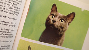 Simon & Schuster'S Guide To Cats,Used