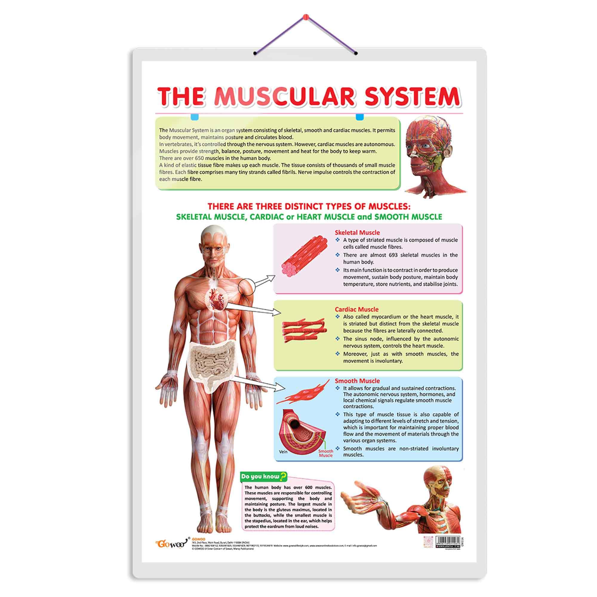 The Muscular System Chart | The Strength Of Muscles: Educational Muscular System Charts