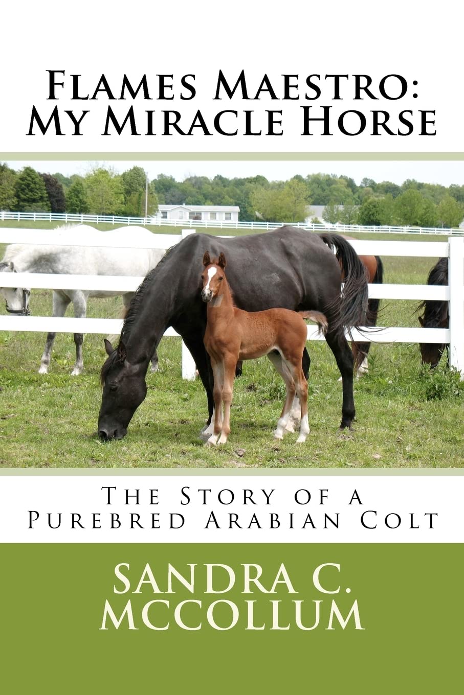 Flames Maestro: My Miracle Horse: The Story Of A Purebred Arabian Colt,Used