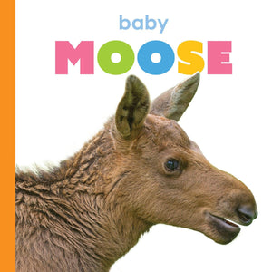 Baby Moose (Starting Out)