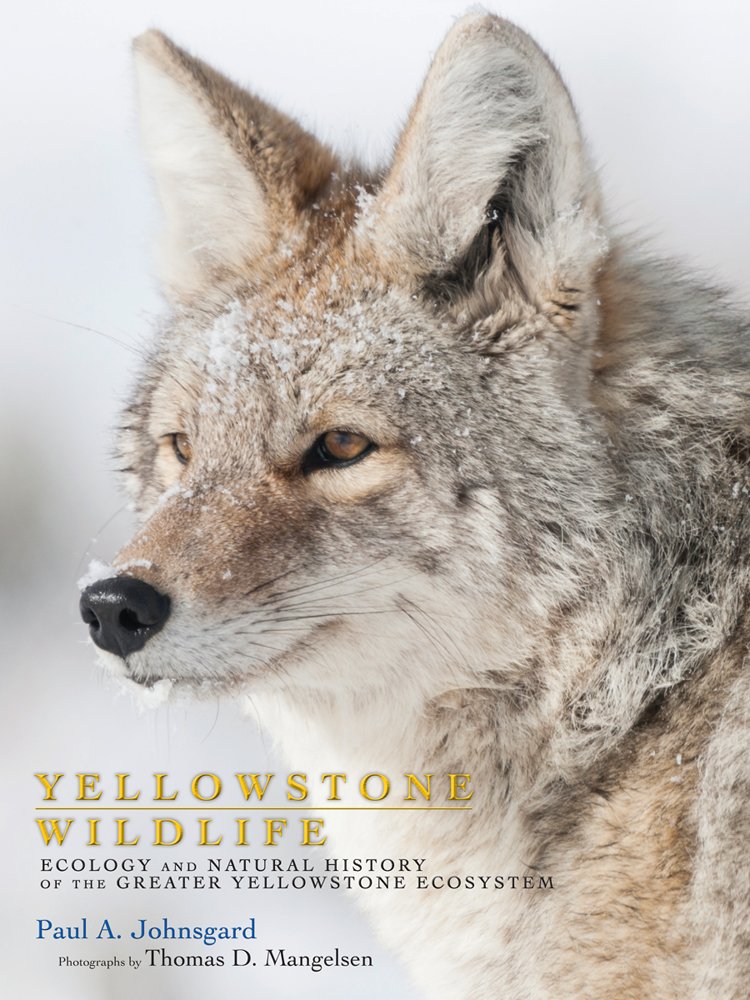 Yellowstone Wildlife: Ecology And Natural History Of The Greater Yellowstone Ecosystem
