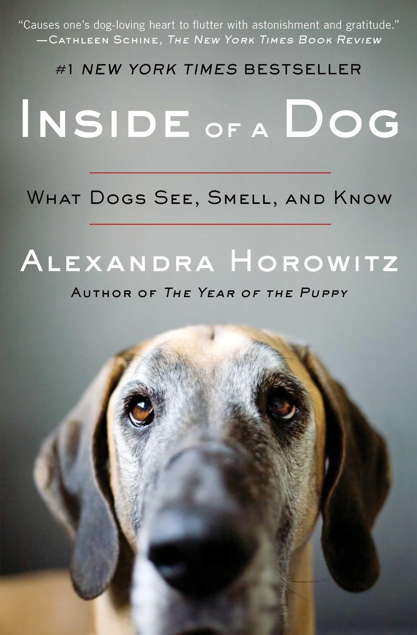Inside Of A Dog: What Dogs See, Smell, And Know