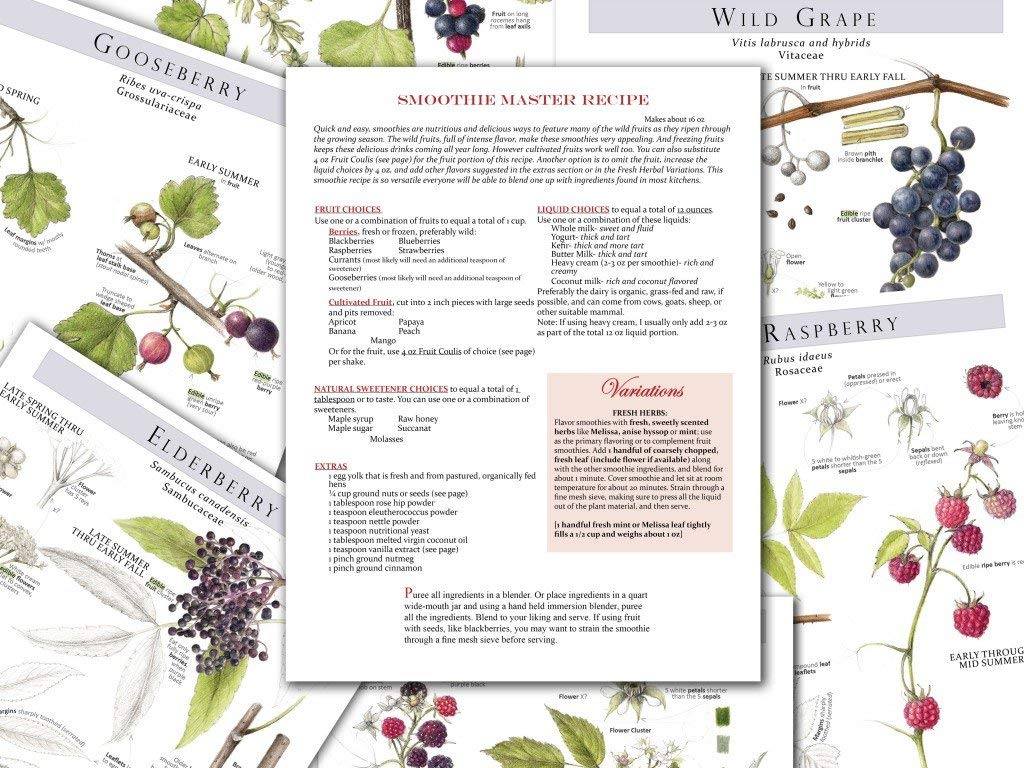 Foraging & Feasting: A Field Guide And Wild Food Cookbook By Dina Falconi. Illustrator Wendy Hollender. Publisher Botanical Arts