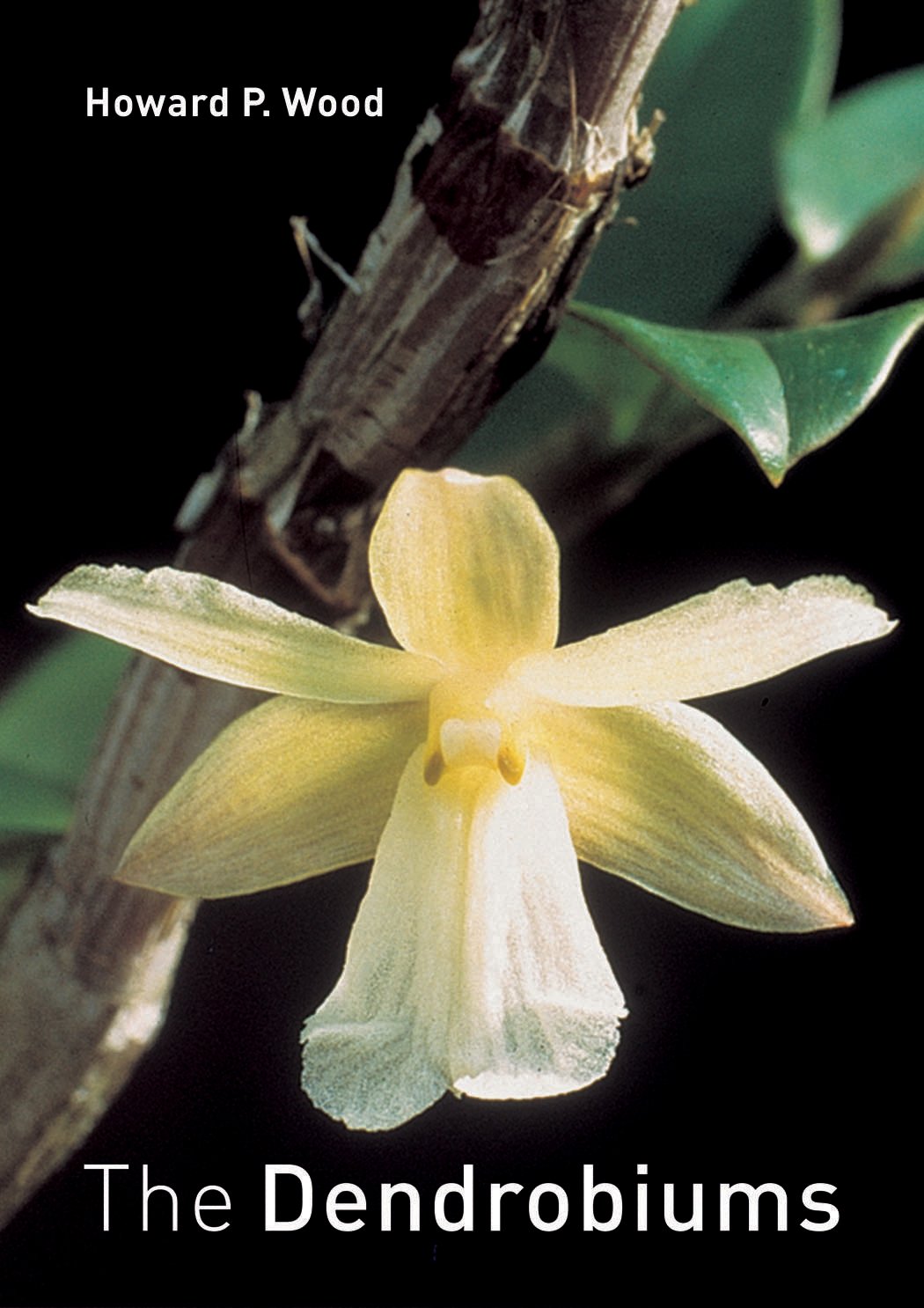 The Dendrobiums,Used