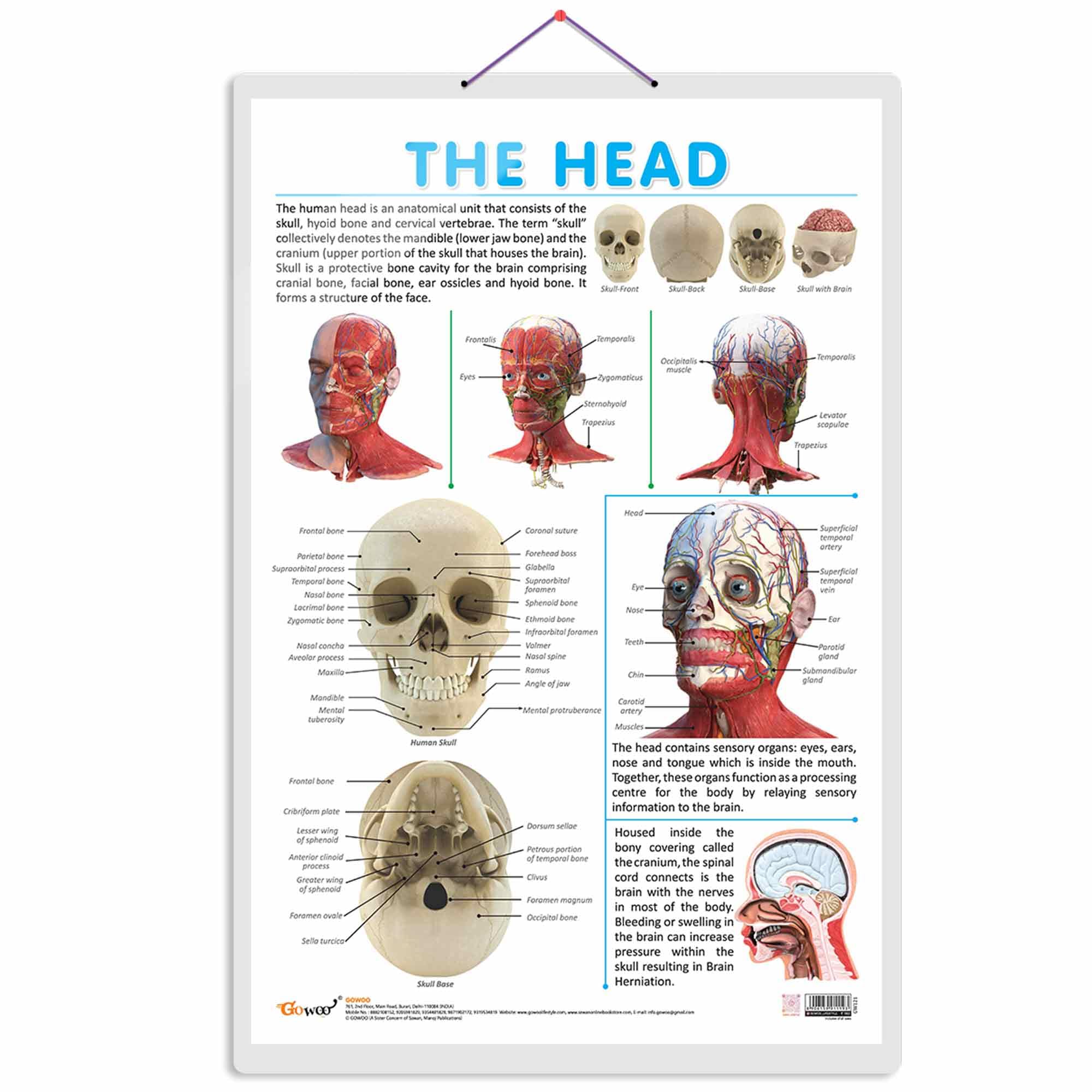 The Head Chart | Discovering The Human Head: Comprehensive Anatomy Chart