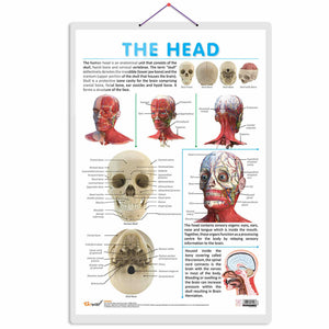The Head Chart | Discovering The Human Head: Comprehensive Anatomy Chart