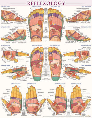 Reflexology Poster (22 x 28 inches): Laminated QuickStudy Anatomy Reference