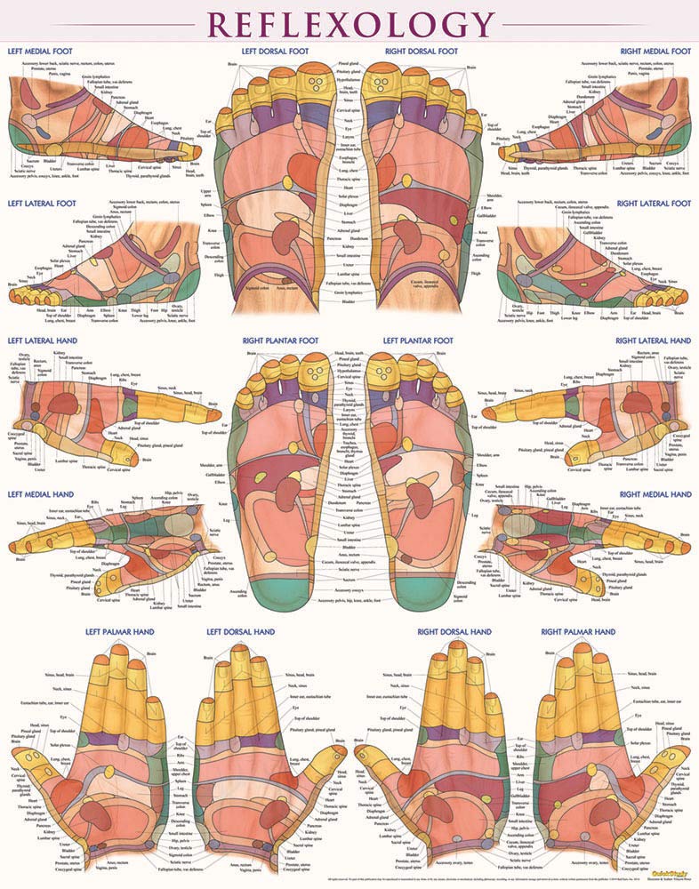 Reflexology Poster (22 x 28 inches): Laminated QuickStudy Anatomy Reference