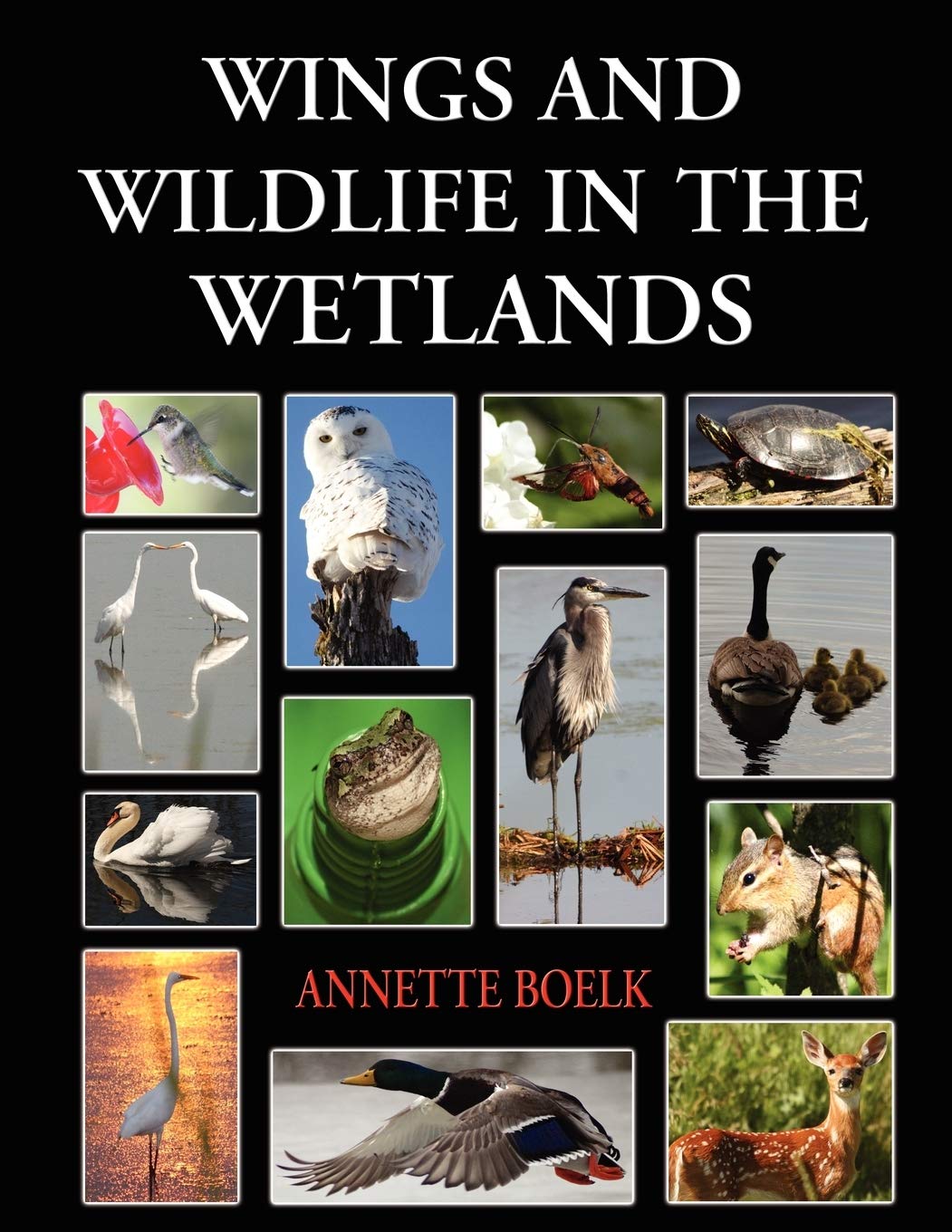 Wings And Wildlife In The Wetlands,Used