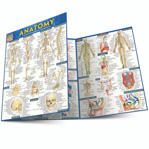 Anatomy Quickstudy Laminated Reference Guide (Quickstudy Academic)
