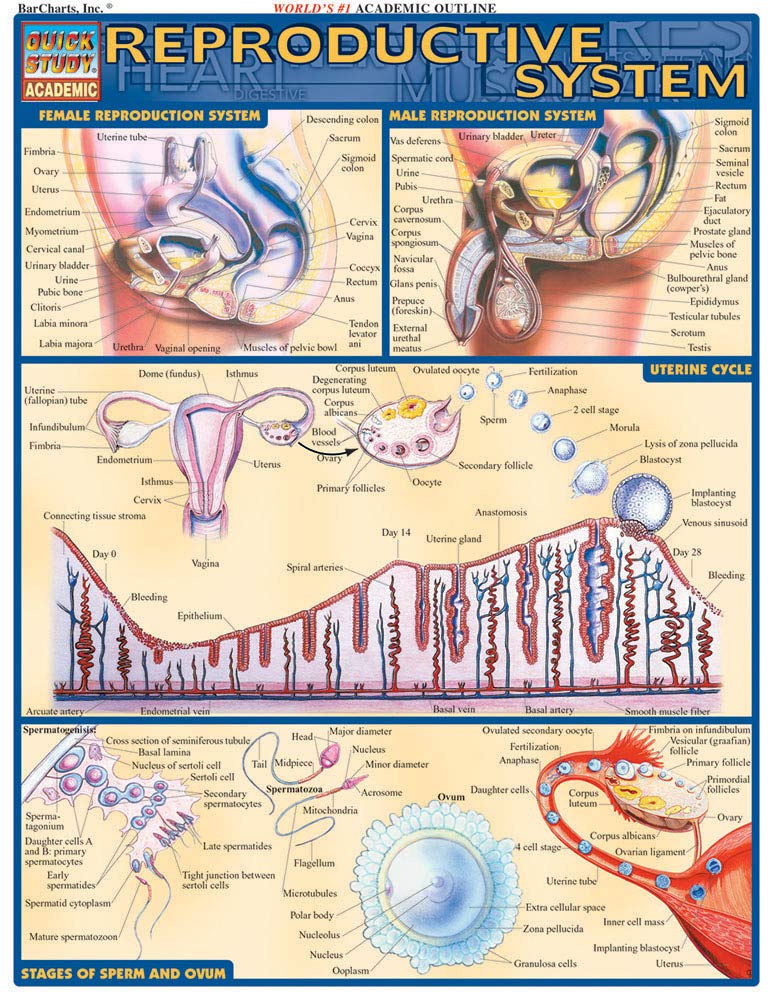 Reproductive System (Quick Study Academic),New