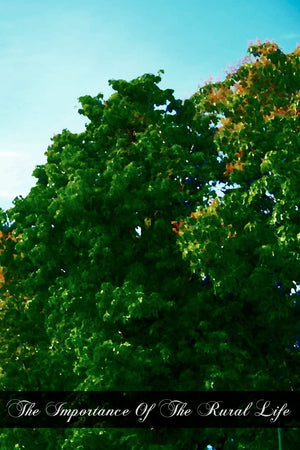 The Importance Of The Rural Life: According To The Philosophy Of St. Thomas Aquinas A Study In Economic Philosophy,Used