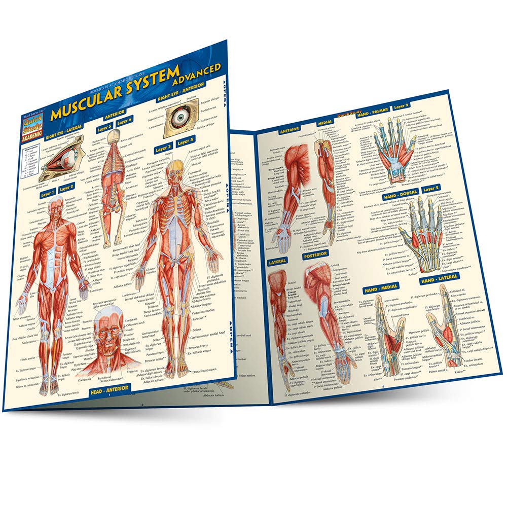 Muscular System Advanced (Quick Study Academic)