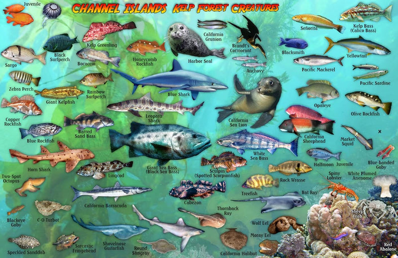 Channel Islands National Park Map & Kelp Forest Creatures Waterproof Fish Card,Used