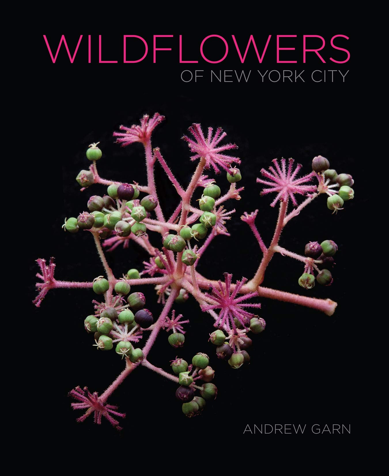 Wildflowers Of New York City