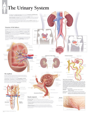 The Urinary System Chart: Wall Chart,Used