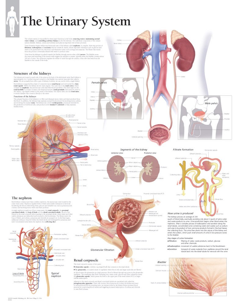 The Urinary System Chart: Wall Chart,Used