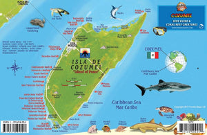 Cozumel Dive Map & Reef Creatures Guide Franko Maps Laminated Fish Card,Used