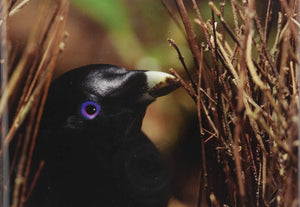 Biology: The Unity and Diversity of Life,Used