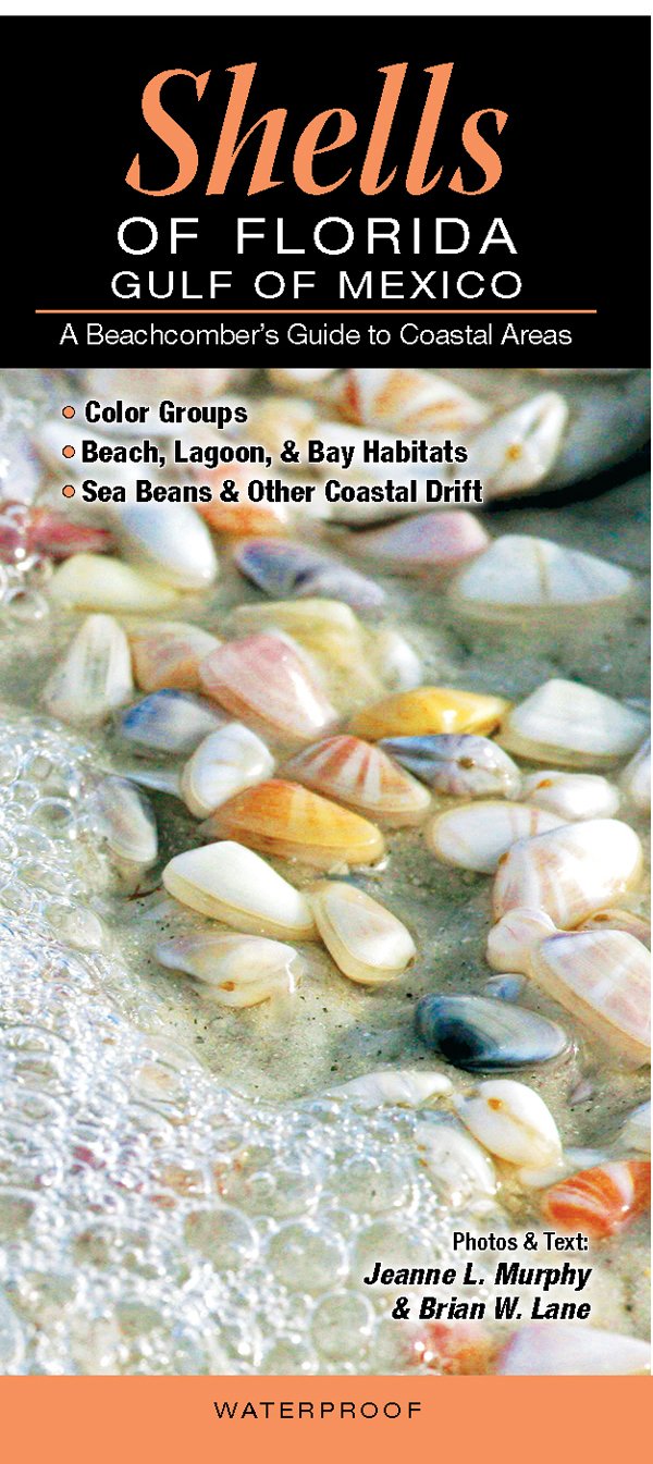 Shells of FloridaGulf of Mexico: A Beachcombers Guide to Coastal Areas,Used