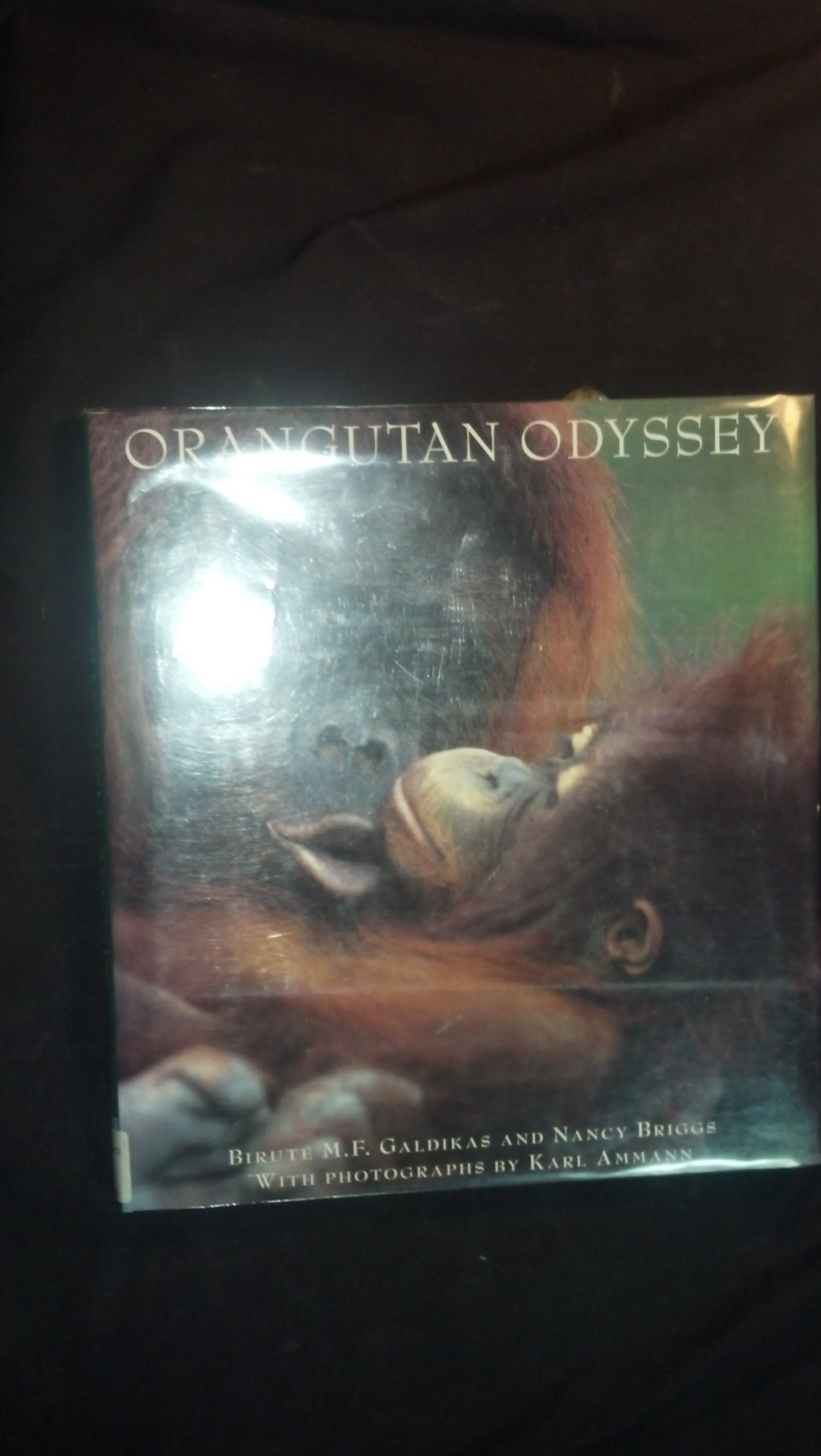Orangutan Odyssey,New