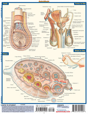Endocrine System (Quick Study Academic),New