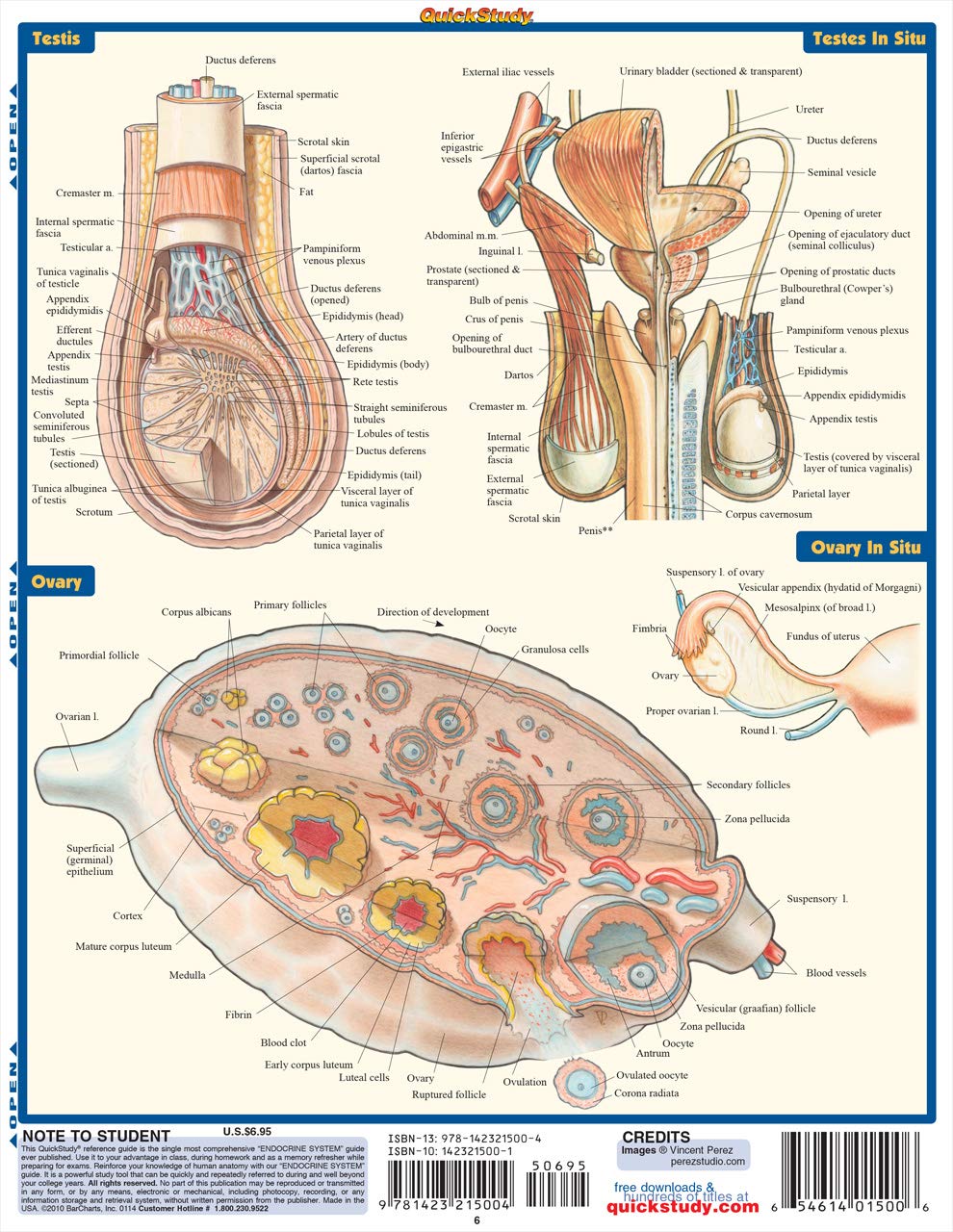 Endocrine System (Quick Study Academic),New