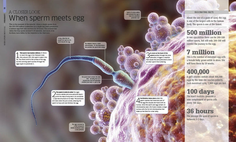 The Pregnancy Encyclopedia: All Your Questions Answered,New