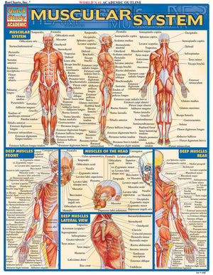 Muscular System Quickstudy Laminated Reference Chart (Quickstudy Academic)
