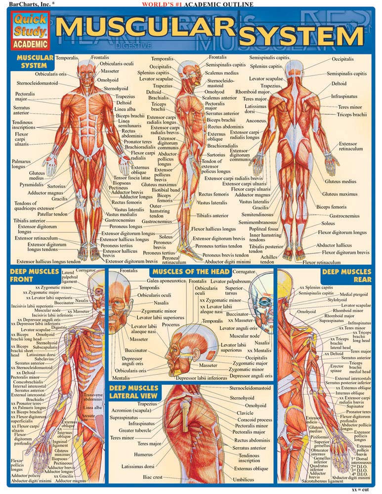 Muscular System Quickstudy Laminated Reference Chart (Quickstudy Academic)