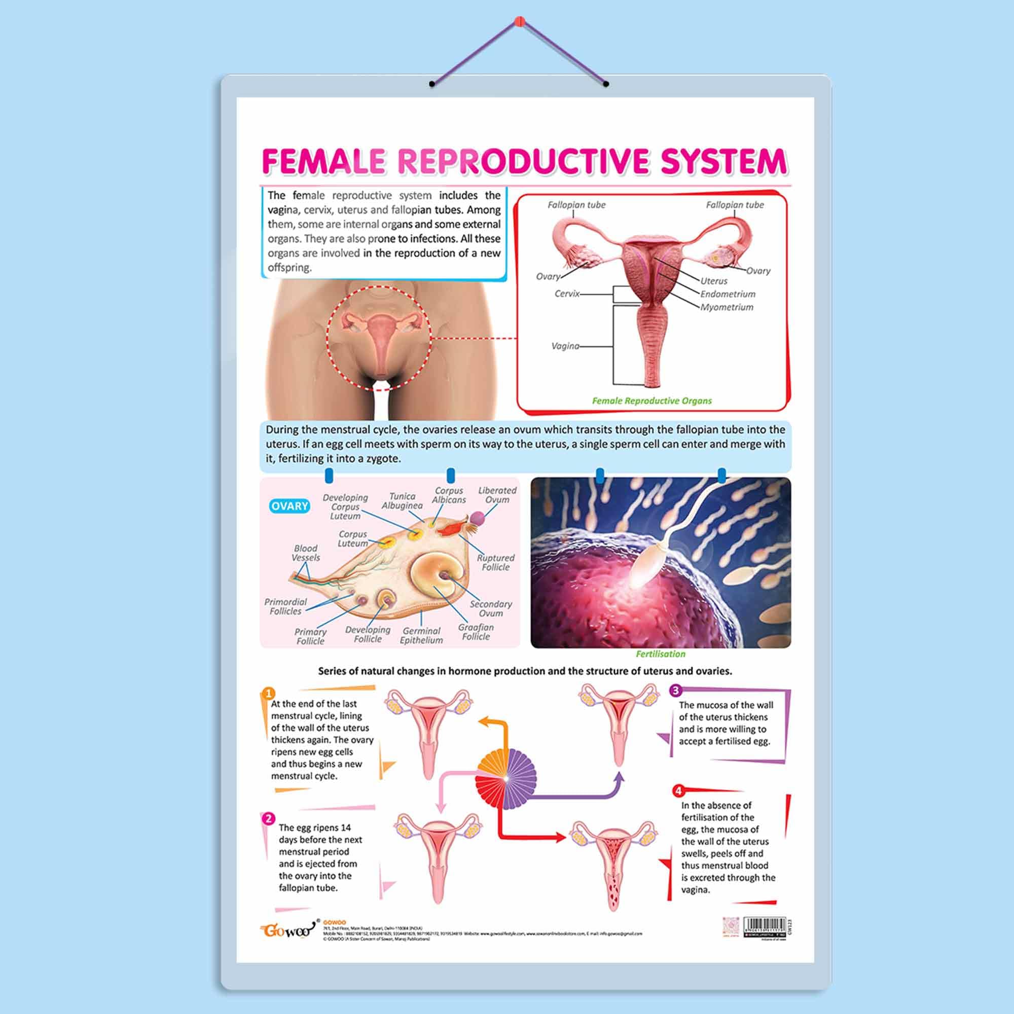 Female Reproductive System Chart | Understanding Female Reproductive Anatomy: In-Depth Chart