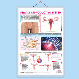 Female Reproductive System Chart | Understanding Female Reproductive Anatomy: In-Depth Chart