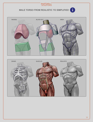 Anatomy For Sculptors, Understanding The Human Figure