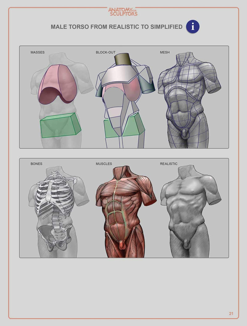 Anatomy For Sculptors, Understanding The Human Figure